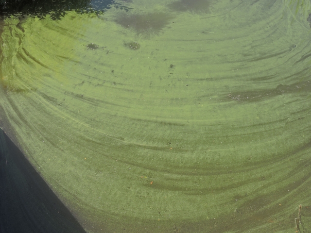 池の藻